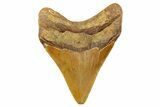 Fossil Megalodon Tooth - North Carolina #257768-1